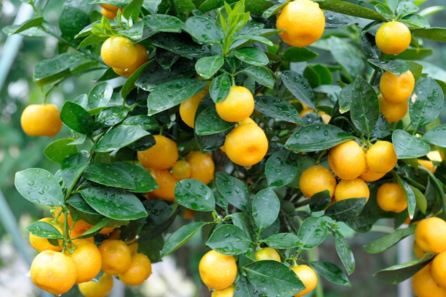 Citrus Plant