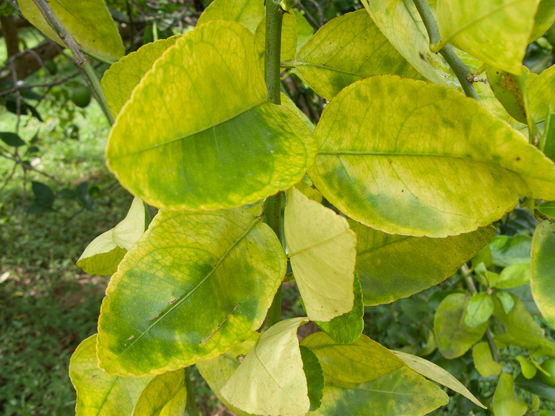 Citrus Disease