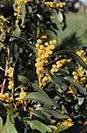 acacia_pycnanthaaca