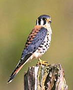 american_kestrel_bird