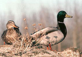 mallard_ducks