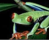 pacific_tree_frog