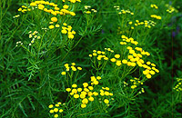 tanacetum_vulgare