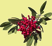 toyon_berry