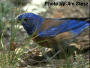 western_bluebird