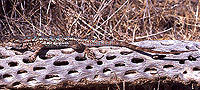 western_fence_lizard