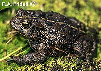 western_toad_2