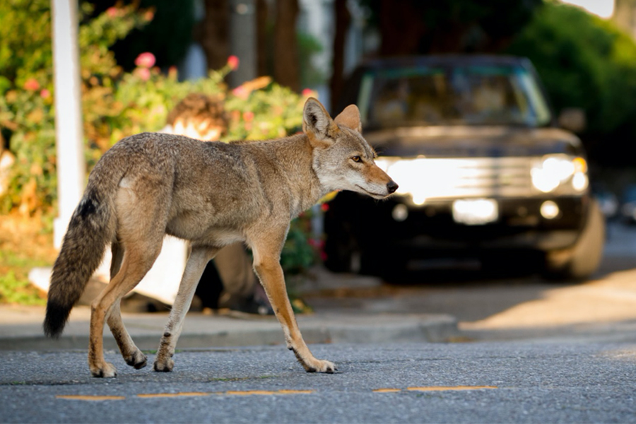 coyote_banner